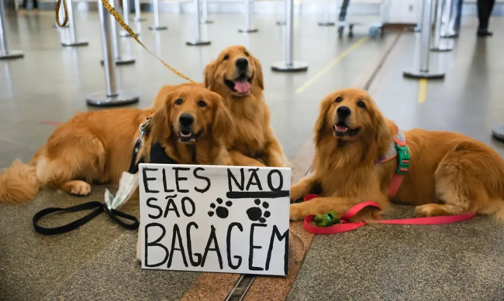 Após morte de Joca, tutores se manifestam no aeroporto de&nbsp;Brasília