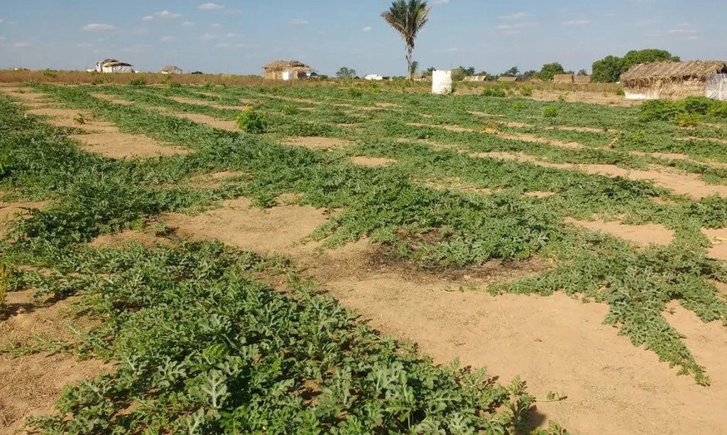 Conflitos no campo foram recorde em 2023, mas área em disputa&nbsp;diminuiu