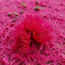 ESTAÇÃO DO JAMBEIRO.