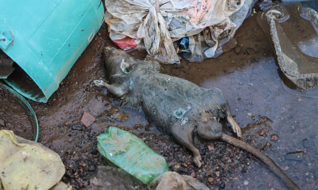 Rio Grande do Sul confirma 20ª morte por leptospirose após&nbsp;enchentes