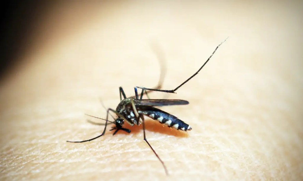 Brasil tem mais de 6,5 milhões de casos prováveis de dengue este&nbsp;ano
