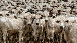 O ESTOURO DA&nbsp;BOIADA