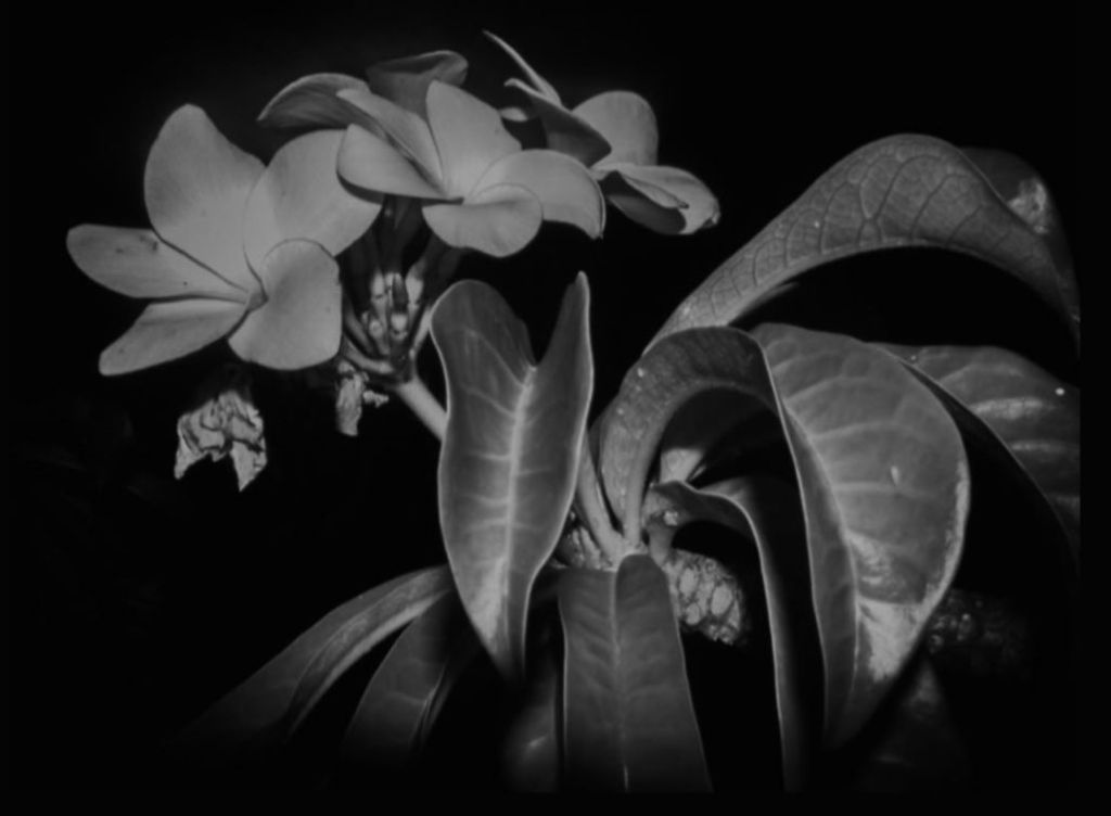 Anomia do Amor – Eudivan&nbsp;Junior